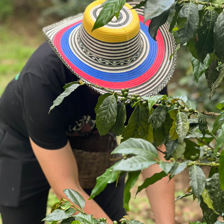 hombre cosechando café. 