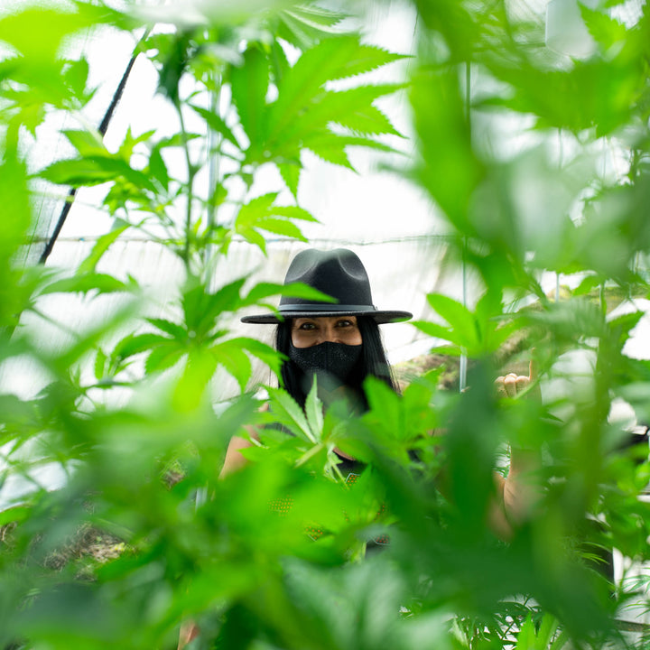 Mujer en medio de hojas de cannabis.  