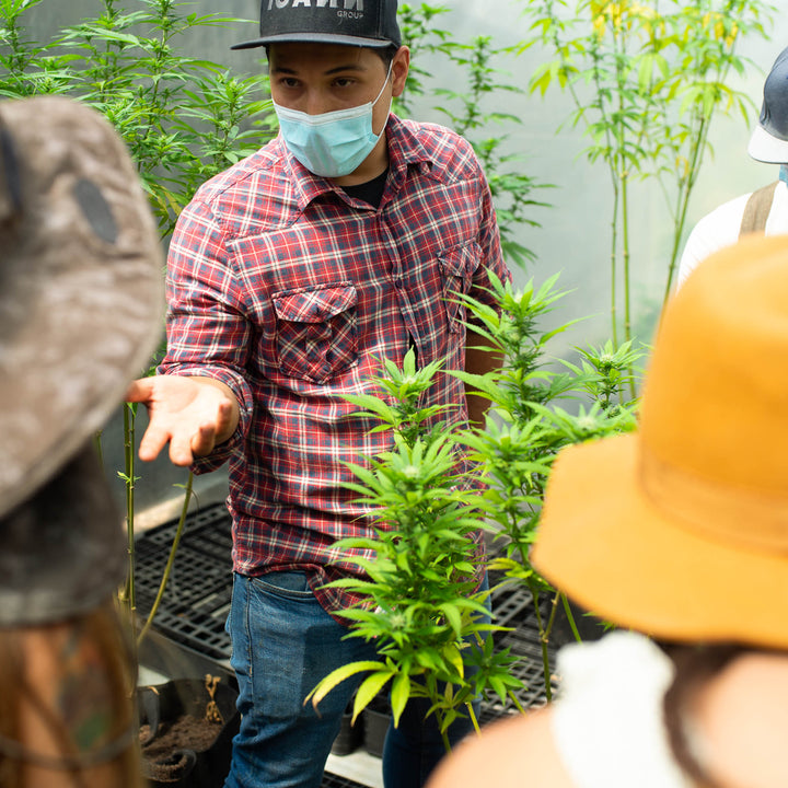 Guía explicando los beneficios del cannabis. 